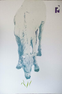 Z cyklu zwierzęta: Koń (From the cycle animals: Horse) Z cyklu zwierzęta: Koń (From the cycle animals: Horse) The horse leans over a clump of green grass, white background, gray horse, front view. Koń pochyla się nad kępą zielonej trawy, tło białe, koń siwy, widok od przodu. Paweł Naumowicz